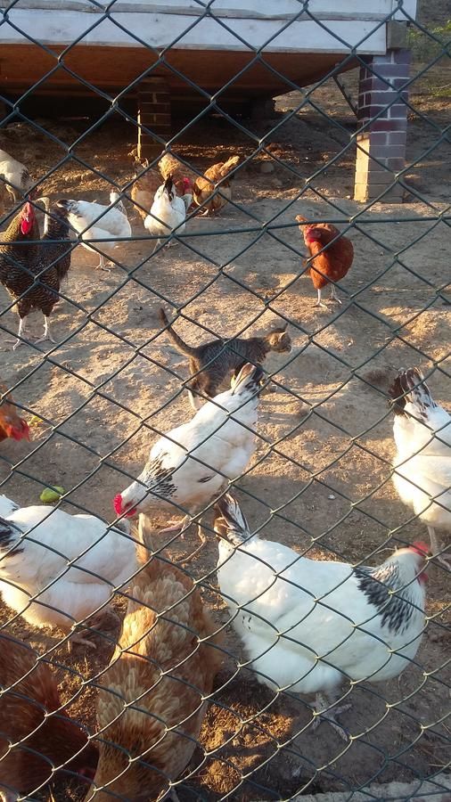 Фермерские дома Agroturystyka Na Uboczu Грыфув-Слёнский-13